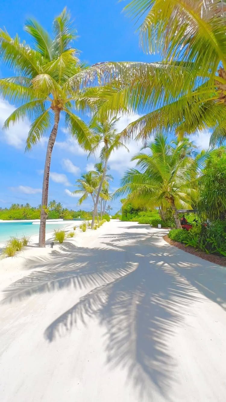White sandy beach with towering palm trees under a bright blue tropical sky.