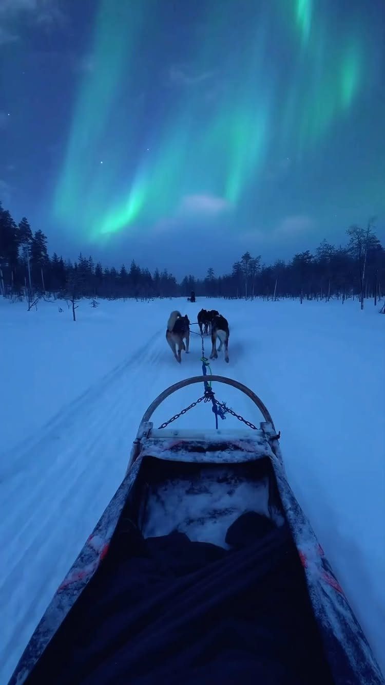 Dog sled moving through snow under a vibrant green aurora borealis night sky