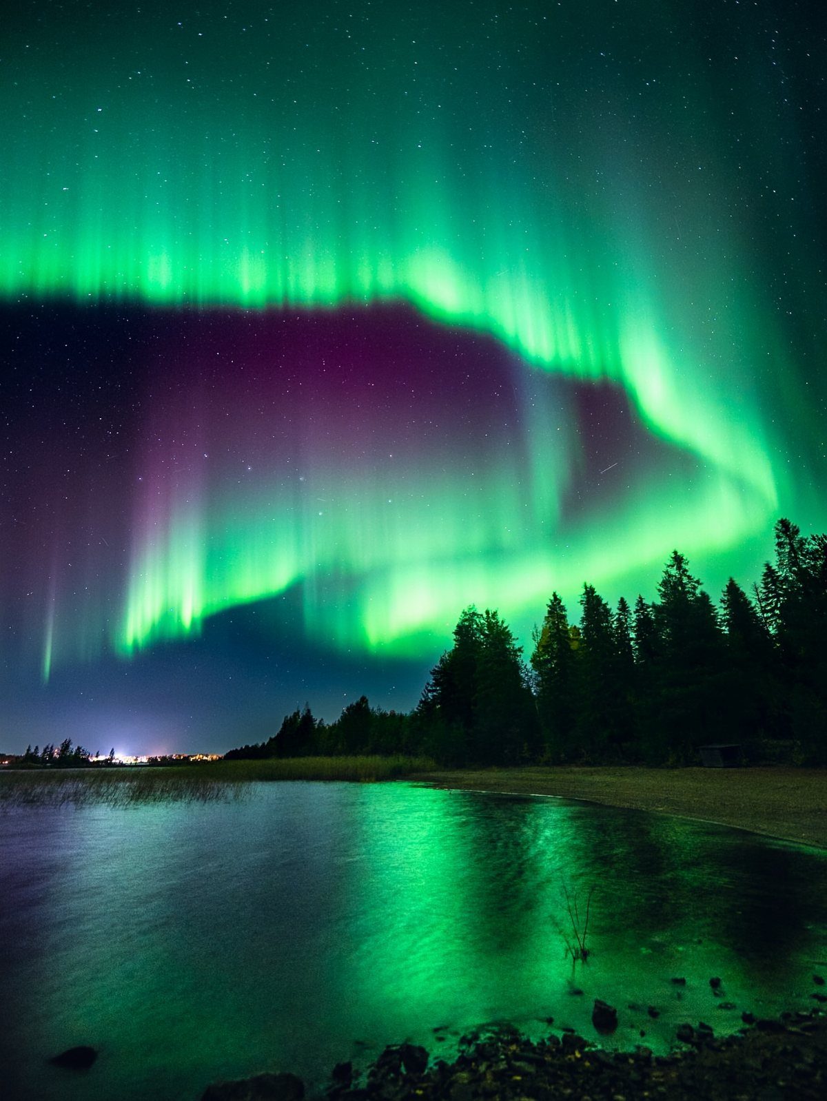 Green and purple northern lights reflecting in a lake by a pine forest