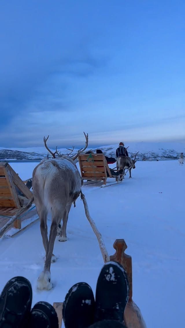 Reindeer pulling wooden sleds across a snowy plain under a blue twilight sky.