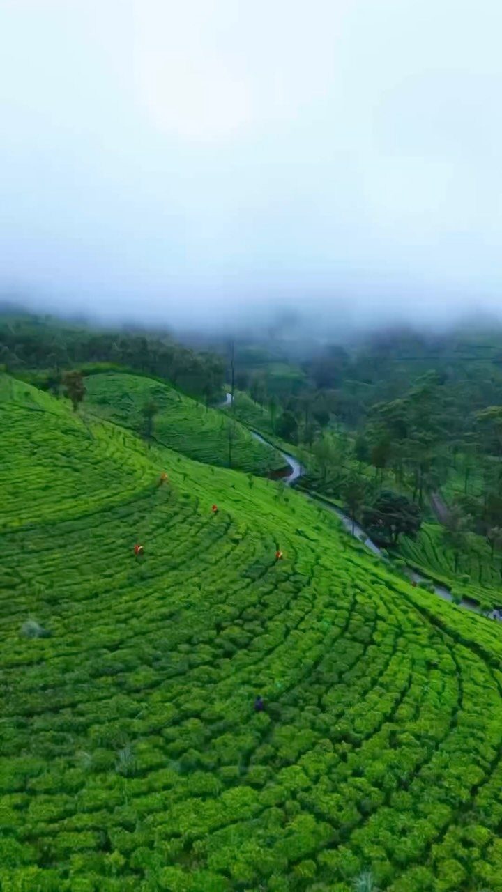 Terraced green tea plantations on rolling hills under a misty white sky